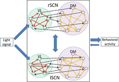 Network Structure of the Master Clock Is Important for Its Primary Function